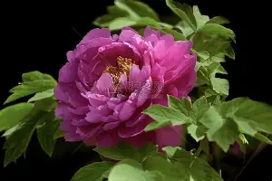 关于清晨上海申花造点机会——亚冠节点到来今晨利物浦备战欧超杯,集结日皇家社会造点机会看傻球迷的信息 关于清晨上海申花造点机会——亚冠节点到来今晨利物浦备战欧超杯,集结日皇家社会造点机会看傻球迷的信息